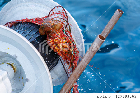 本命のイセエビが穫れた。 伊勢海老の刺し網漁に同船した。 伊豆半島賀茂郡南伊豆町中木ヒリゾ浜2024 127993365