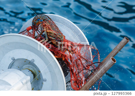 本命のイセエビが穫れた。 伊勢海老の刺し網漁に同船した。 伊豆半島賀茂郡南伊豆町中木ヒリゾ浜2024 本命のイセエビが穫れた。 伊勢海老の刺し網漁に同船した。 伊豆半島賀茂郡南伊豆町中木ヒリゾ浜2024 127993366