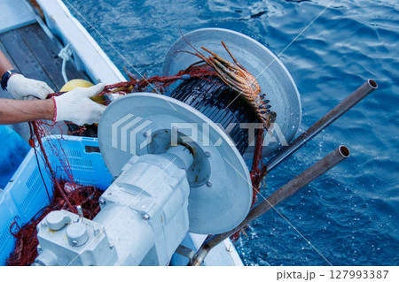 本命のイセエビが穫れた。 伊勢海老の刺し網漁に同船した。 伊豆半島賀茂郡南伊豆町中木ヒリゾ浜2024 127993387