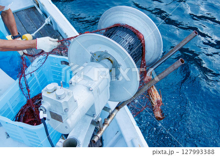 本命のイセエビが穫れた。 伊勢海老の刺し網漁に同船した。 伊豆半島賀茂郡南伊豆町中木ヒリゾ浜2024 127993388