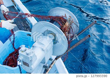 本命のイセエビが穫れた。 伊勢海老の刺し網漁に同船した。 伊豆半島賀茂郡南伊豆町中木ヒリゾ浜2024 127993390
