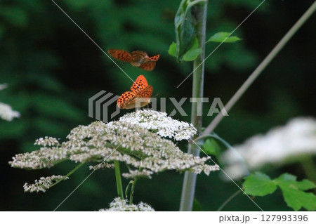 白い花に集まる ミドリヒョウモン　オオハナウド　蝶 127993396