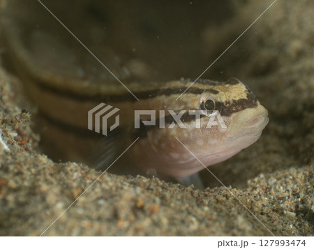 アカオビシマハゼと思われる魚 アカオビシマハゼと思われる魚 127993474