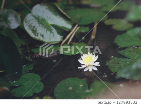 旧月潟駅の白い蓮の花　フィルムカメラ撮影 127993532