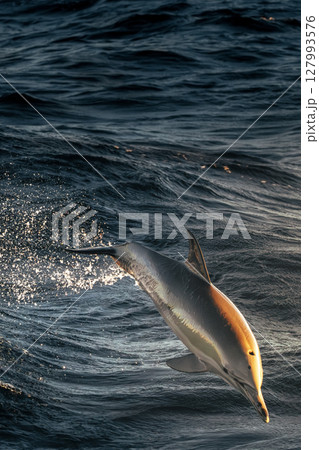Spinner Dolphin at the Gold Coast 127993576