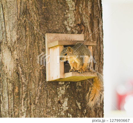 Squirrel Sitting in Front of Wooden Cabin Squirrel Sitting in Front of Wooden Cabin 127993667