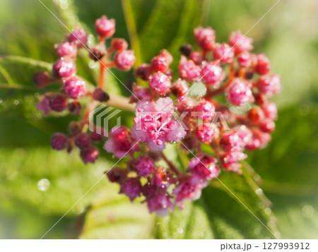 ハート形のシモツケの花一輪(20250629055133) ハート形のシモツケの花一輪(20250629055133) 127993912