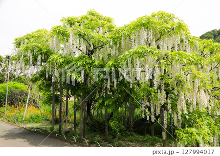 満開の白い藤棚 127994017