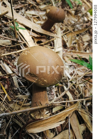 丸いキノコ 127994088