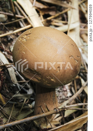 丸いキノコ 丸いキノコ 127994089