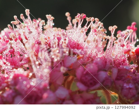 朝露のびっしりついたシモツケの花（20250629055239） 127994092