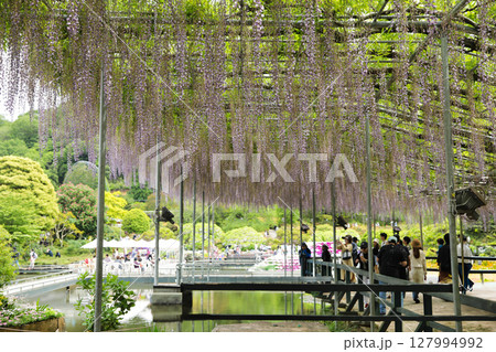 美しい藤の花が咲く藤棚の風景 127994992