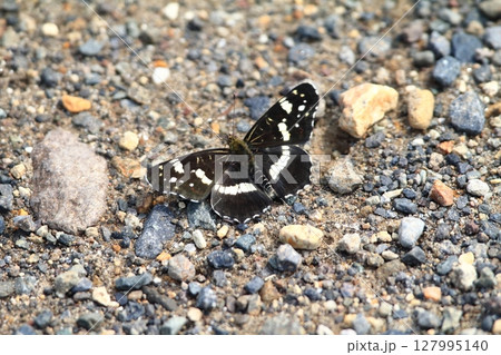 北海道の蝶 アカマダラ 夏型 北海道の蝶 アカマダラ 夏型 127995140