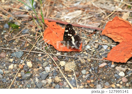 北海道の蝶 アカマダラ 夏型 北海道の蝶 アカマダラ 夏型 127995141