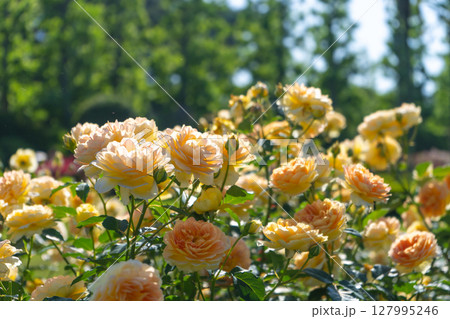 バラの花　モリニュー 127995246