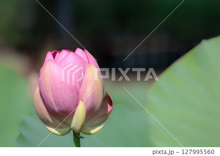 初夏の早朝を彩る清らかなハスの花たち 初夏の早朝を彩る清らかなハスの花たち 127995560