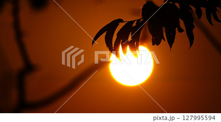 シルエットになった栗の木と沈む夕陽 シルエットになった栗の木と沈む夕陽 127995594