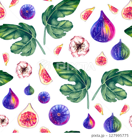Fig Plant Watercolor Illustration Collection 127995775