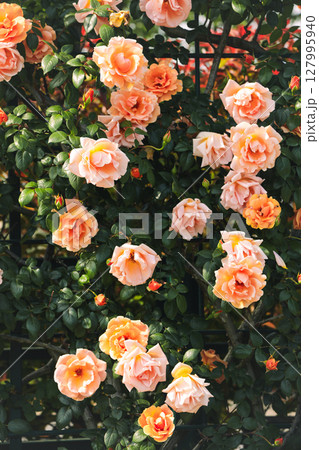 バラ園にピンク色とオレンジ色のバラの花が咲いている 127995940