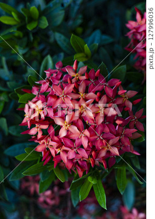 Red West Indian Jasmine In The Garden, Background for advertising and wallpaper in nature and seasonal scenes. 127996036