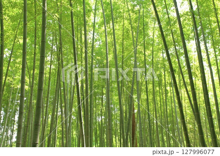 竹林 竹林 127996077