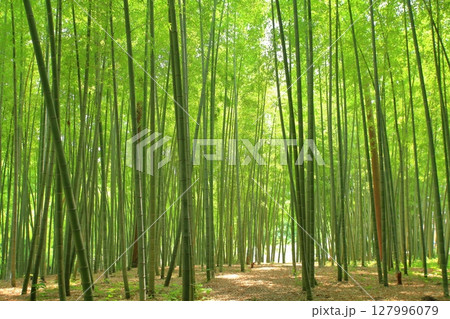 竹林 竹林 127996079