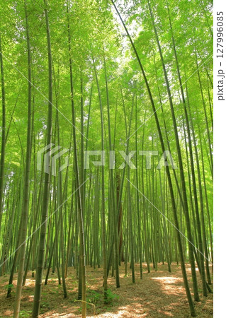 竹林 竹林 127996085
