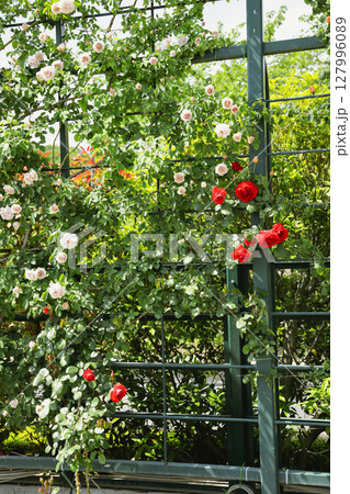 フェンスに絡みつく赤い色のバラ 127996089