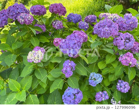 梅雨に咲く紫陽花 梅雨に咲く紫陽花 127996096