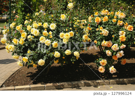 満開の黄色いバラ 127996124