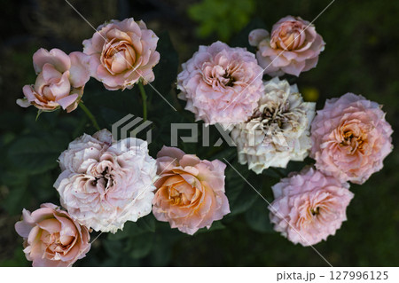 Wild Rose Flower In The Backyard, Background for advertising and wallpaper in nature and seasonal scenes. 127996125