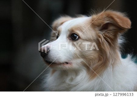 友達を見つけた犬 友達を見つけた犬 127996133