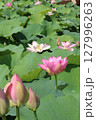 蓮の葉に守られて咲く一輪 127996263