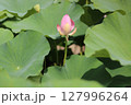 淡いピンクが彩る夏の蓮 127996264