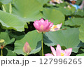 花ひらく瞬間をとらえたハス 127996265