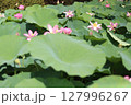 群生するハスと葉の模様 127996267