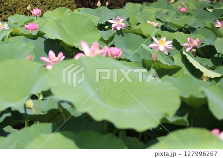 群生するハスと葉の模様 127996267