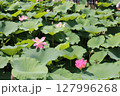 重なり合う葉と咲くハスの調和 127996268