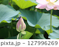 夏の陽射しに照らされるハスと日陰に隠れるハスの蕾 127996269