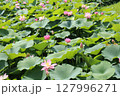 蓮の群生に咲く控えめな一輪 127996271