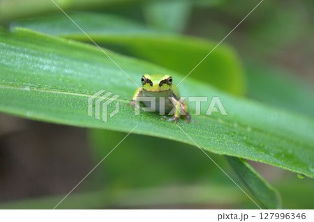 葉の上で休むアマガエル 127996346