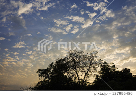 Sun Is Setting, Light Is Filtering Through The Trees, Background for advertising and wallpaper in nature and seasonal scenes. Sun Is Setting, Light Is Filtering Through The Trees, Background for advertising and wallpaper in nature and seasonal scenes. 127996486