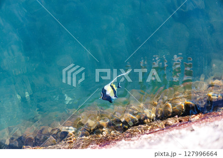 中木港の防波堤から見るツノダシ（ツノダシ科）ヒリゾ浜中木南伊豆町伊豆半島静岡県2024 127996664