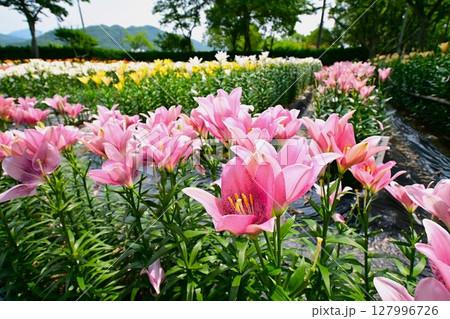 色鮮やかに咲くゆりの花 色鮮やかに咲くゆりの花 127996726