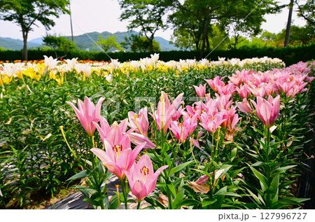 色鮮やかに咲くゆりの花 色鮮やかに咲くゆりの花 127996727