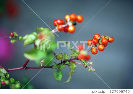 ジュズサンゴ の赤い実 ジュズサンゴ の赤い実 127996740