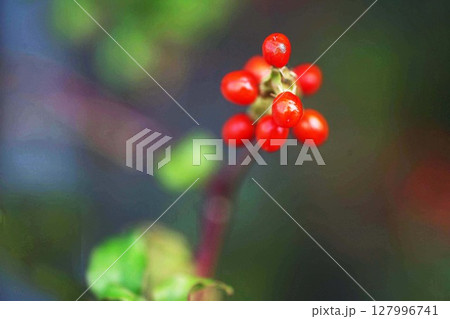 ジュズサンゴ の赤い実 127996741