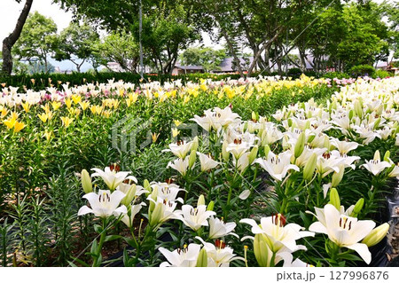 色鮮やかに咲くゆりの花 127996876