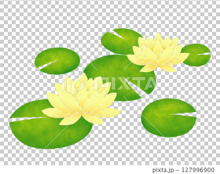 開花在水的荷花花 開花在水的荷花花 127996900