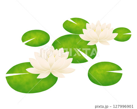 水面に咲く睡蓮の花 水面に咲く睡蓮の花 127996901